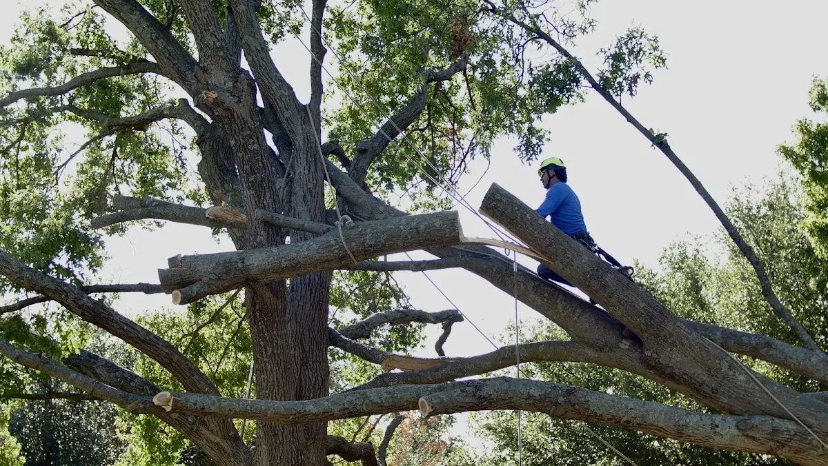 Professional Crown Thinning performed by certified arborists in Columbiana